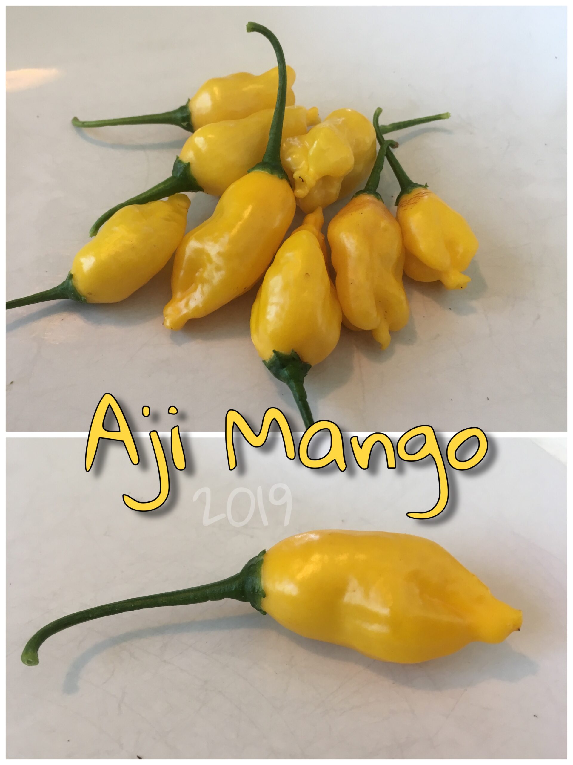 Aji Mango