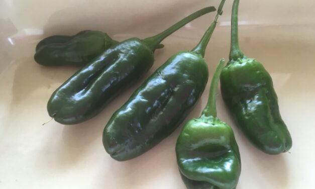 Pimientos de Padron