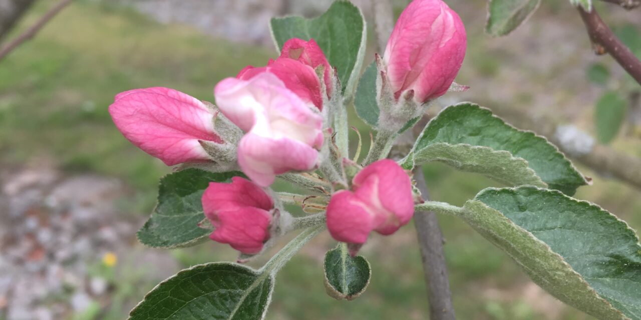 Äppelblom i trädgården