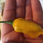 Aji Mango