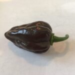 Habanero Chocolate