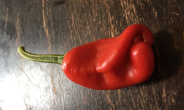 Peter pepper