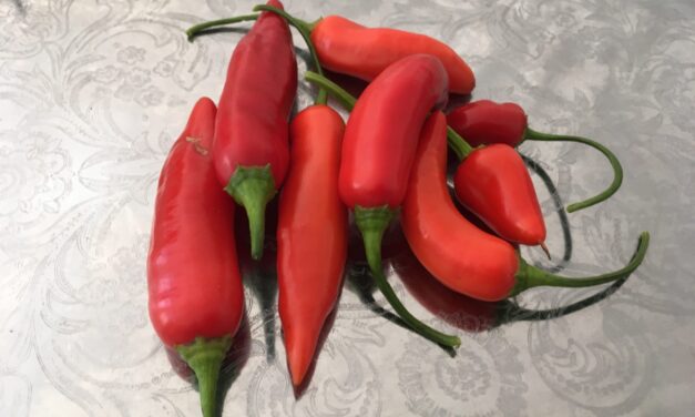 Aji Delight