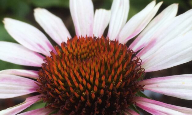 Rudbeckia Funky White