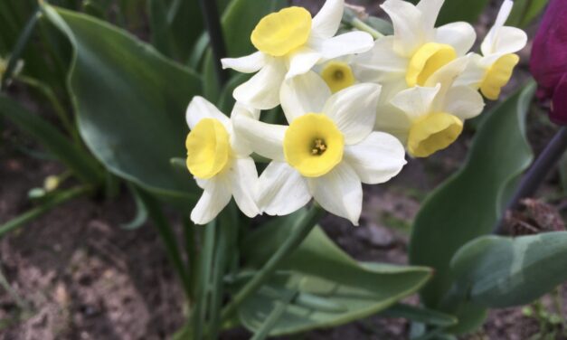 Lite mer vårblomster