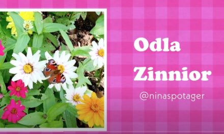 Nina Odlar Zinnior