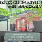 Chiliburksplantering & Epsomsalt