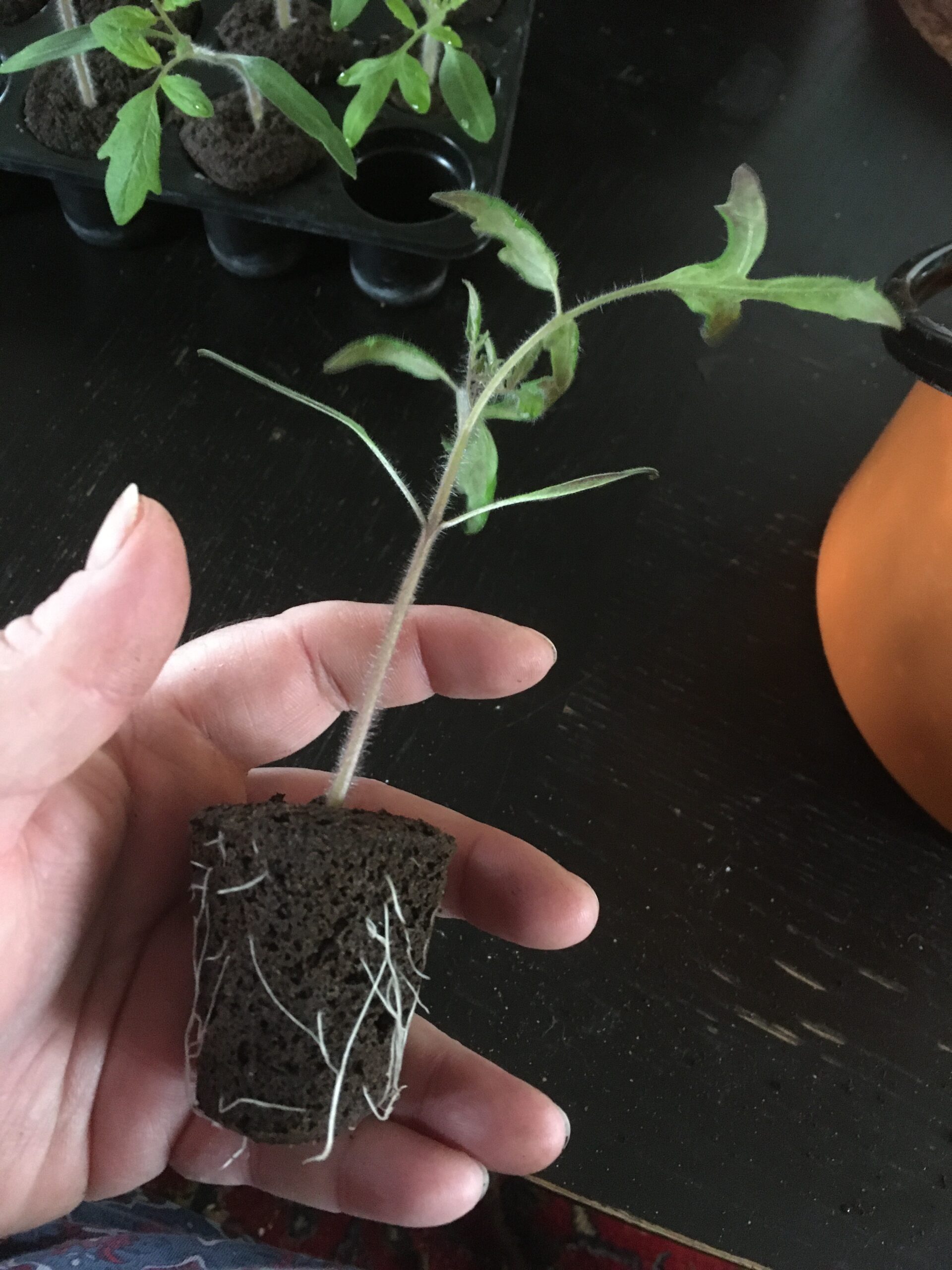 Finfina rötter på tomaterna iRootIt-kuberna