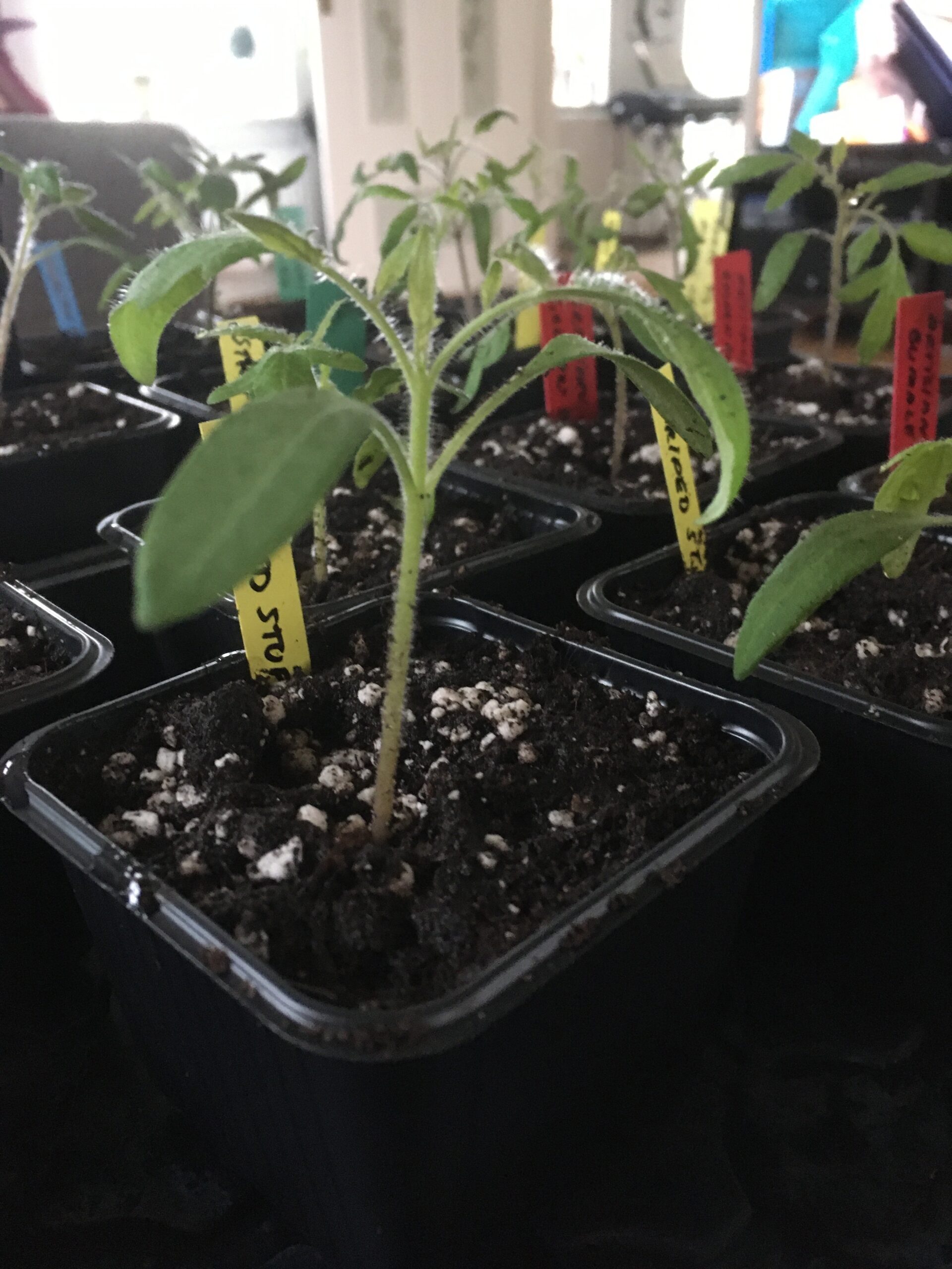Färdigplanterade tomater