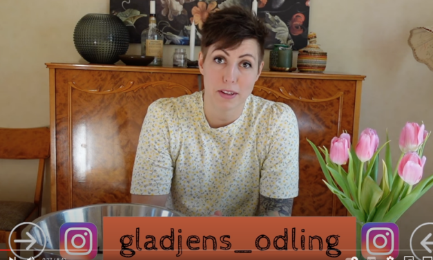 Glädjens Odling sår Dahlia från frö