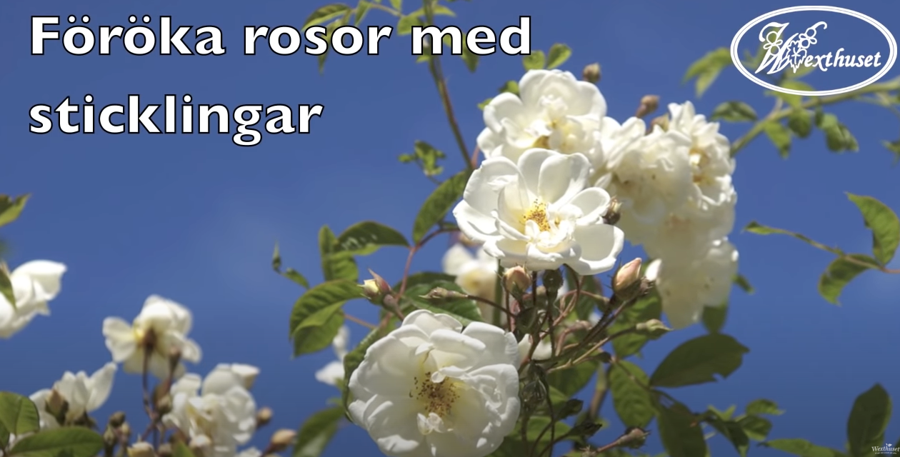 Wexthuset – Föröka rosor med sticklingar