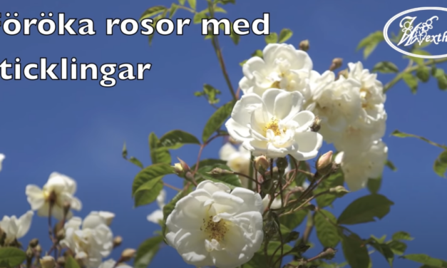 Wexthuset – Föröka rosor med sticklingar