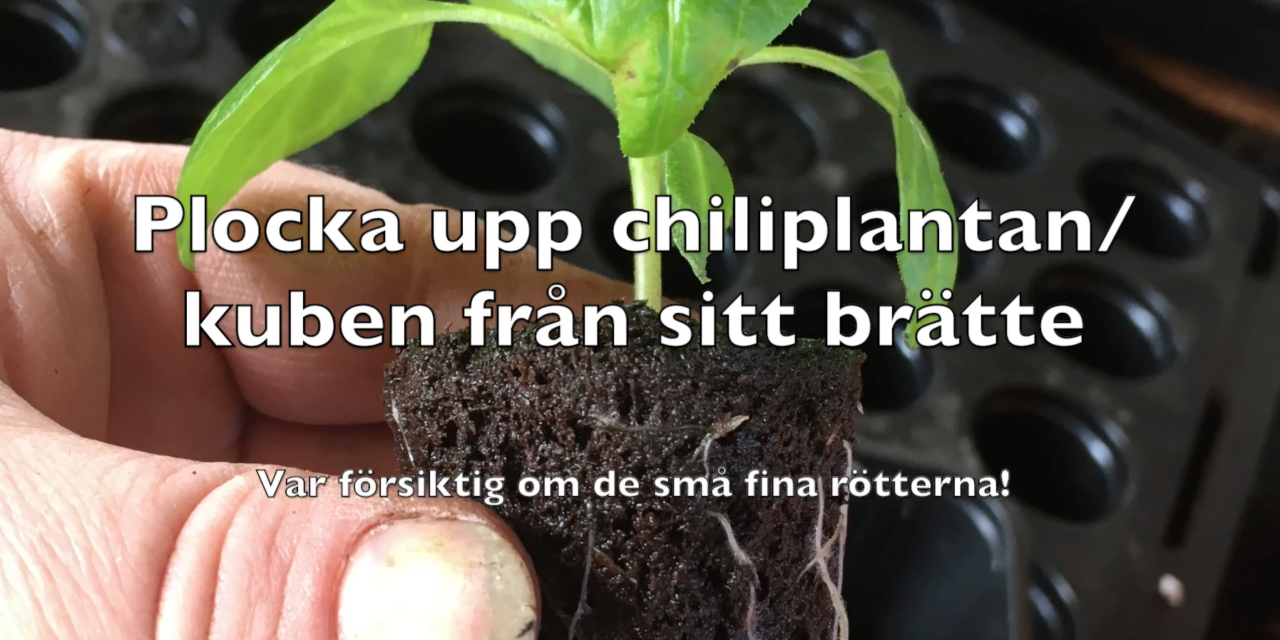 Omplantering av en chili