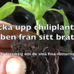 Omplantering av en chili