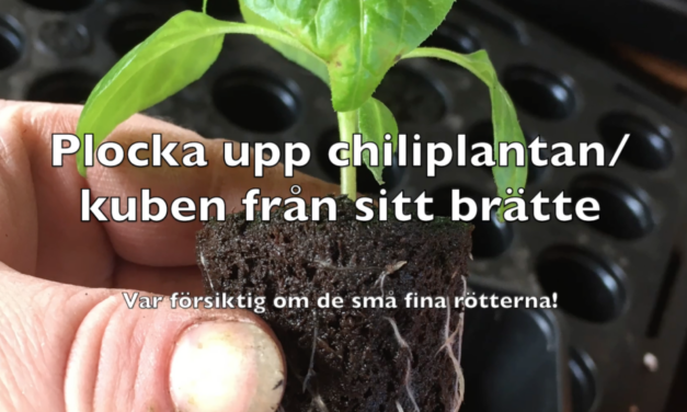 Omplantering av en chili