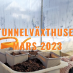 Marsuppdatering från tunnelväxthuset