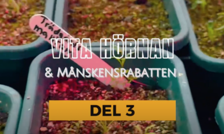 Vita Hörnan & månskensrabatten